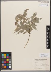 Foto von Salix wallichiana var. julacea (Andersson) Andersson